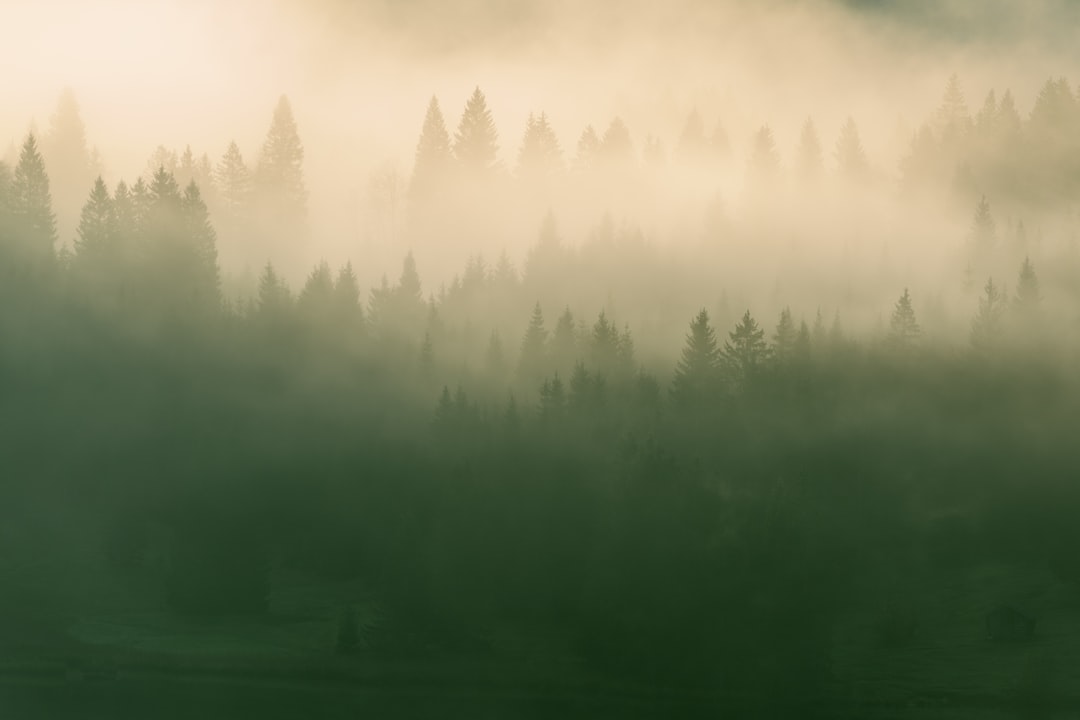 Decision Trees and Random Forests, Explained